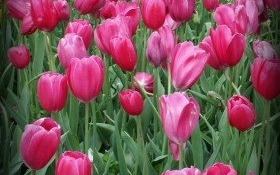 Dzień Kobiet na kęckim Rynku