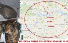 Piesek się odnalazł!