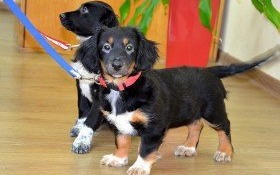 Dwie śliczne sunie szukają nowego domku!