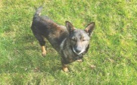 Znajda czeka na właściciela