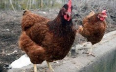 Uwaga! Nadal obowiązuje zakaz utrzymywania drobiu na zewnątrz.