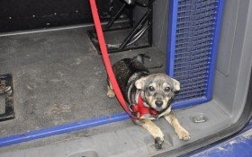 Znaleziono pieska. Właściciel poszukiwany!