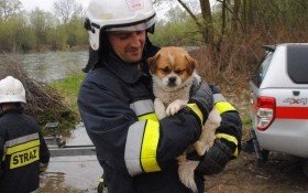 Strażacy uratowali psa, który utknął na filarze mostu w Bielanach