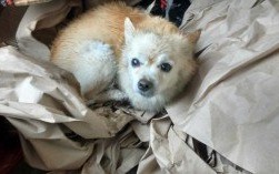 Uwaga! W Bulowicach znaleziono psiaka. Właściciel poszukiwany!