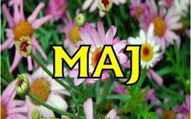 W maju zapraszamy do Biblioteki! Sprawdź, co dla Ciebie przygotowaliśmy!