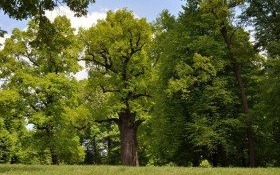 Zagłosuj na Drzewo Roku 2017