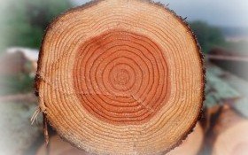 UWAGA! Zmiana przepisów dotyczących wycinki drzew z nieruchomości prywatnych