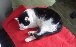 Zaginął kot. Na znalazcę czeka nagroda!