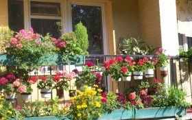 Trwa konkurs na najpiękniejszy balkon i ogródek przyklatkowy Dzielnicy Nowe Miasto