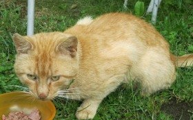 Rudy uciekinier czeka na odbiór. Właścicielu poznajesz swoją zgubę?