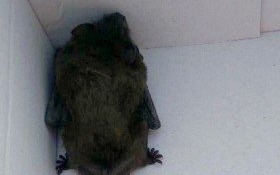 Dziki lokator w rękach Straży Miejskiej