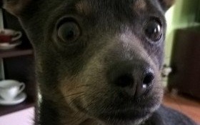 Zaginął piesek. Pomóżmy odnaleźć pupila!