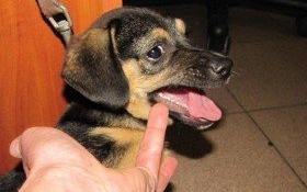 Mieszkaniec Kęt znęcał się nad szczeniakiem. Teraz odpowie za popełniony czyn