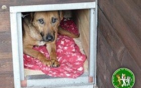 Znaleziono suczkę w Kętach. Czeka na właściciela w bielskim schronisku