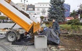 Niebawem nie będzie śladu po zwalonym drzewie