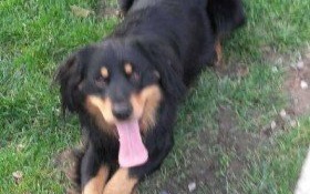 Znaleziony psiak czeka na właściciela