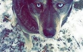 Właścicielka psa prosi o pomoc w odszukaniu zguby