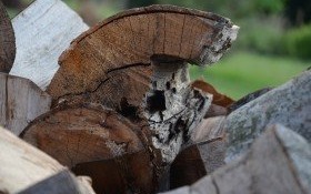 Wycinka drzew w "Wyspianie" za zgodą starostwa