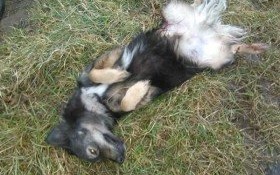 Strzelał do psa z wiatrówki