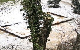 Rozpoczął się sezon przycinania i wycinki drzew