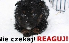 Mróz zabija! Nie czekaj - reaguj!