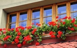 III edycja konkursu na ukwiecenie ogłoszona!