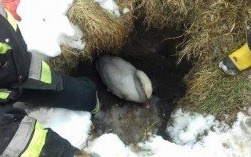 Na ratunek łabędziowi