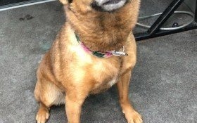 Właścicielu, czekam na ciebie w schronisku!