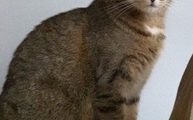 Na os. Królickiego zaginęła kotka. Właściciele proszą o pomoc w jej odnalezieniu.