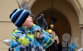 Ciekawostka dnia - dziś Światowy Dzień Gołębia