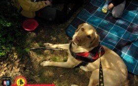 Dzień Psa Ratowniczego '2018