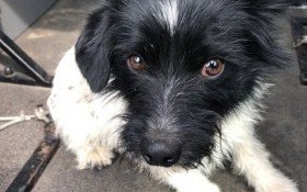 Szczeniaczek błąkał się po targowisku! Pilnie poszukiwany właściciel!