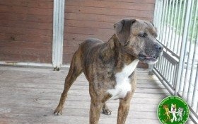 Czekam na pana w bielskim schronisku!!!