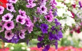 Konkurs na najpiękniejszy balkon lub ogródek przyklatkowy