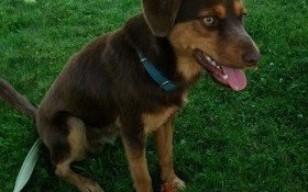 Znaleziono pieska. Pilnie poszukiwany właściciel pupila!