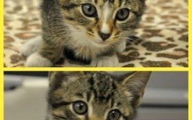 Kociaki do wzięcia!