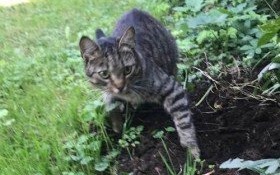 Na os. Nad Sołą znaleziono kotkę z obrożą