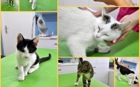 Otwórz serce i odmień ich los już dziś!