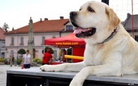 Dzień psa w gminie Kęty: Kęczanie podali pomocną dłoń i pomogli bezdomnym zwierzakom!