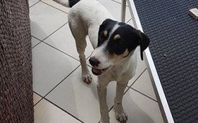 Na Krakowskiej znaleziono psa