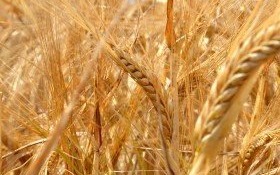 Dożynkowy nadszedł czas