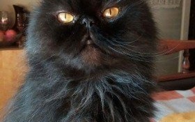 Zaginął czarny perski kot