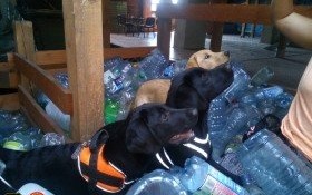 OSP Kęty - szkolenie z udziałem psów ratowniczych