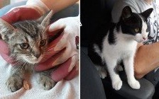 Kociaki szukają nowego domu