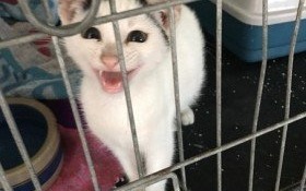 Koci malec szuka domu