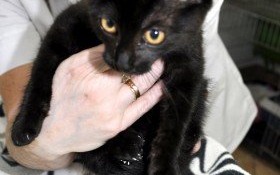 Kocia elegantka szuka domu