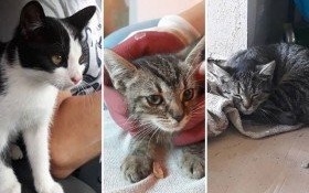 Dwie kotki i jeden kocurek do oddania