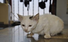 4-miesięczna kotka szuka domu