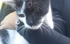 Zaginął 5-miesięczny kotek