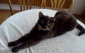 ZAGINĘŁA MISIA !!!